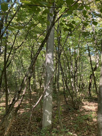 Участок 15 сот. (ИЖС)