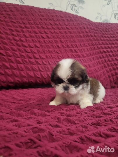 Ши тцу (мини)