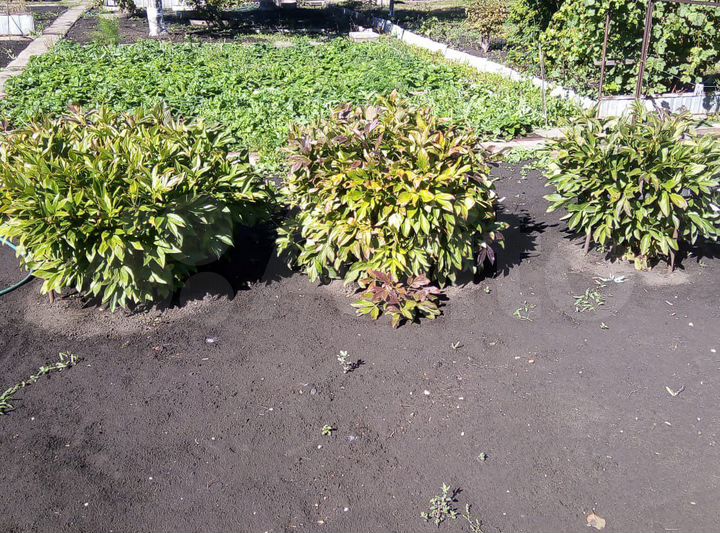 Дача 50 м² на участке 8 сот.