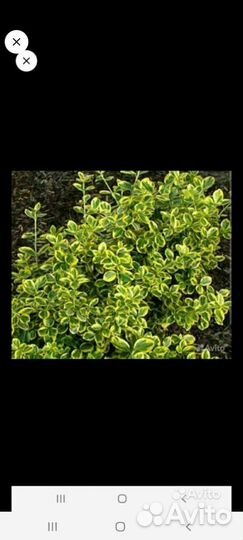 Юкка,бересклет