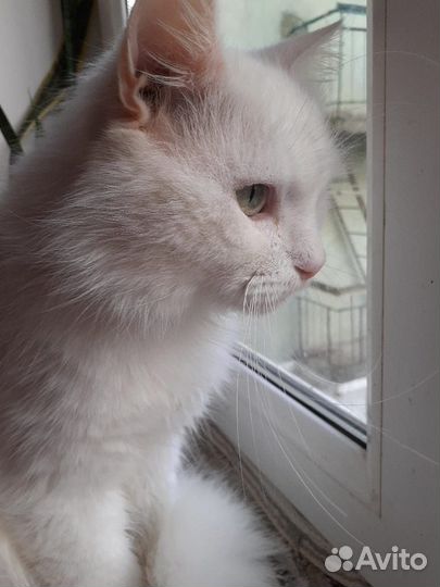 Котик Беляшик