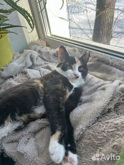 Кошка в добрые руки