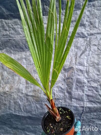 Пальмы бутия,хамеропс,сабаль,финик,вашингтония др