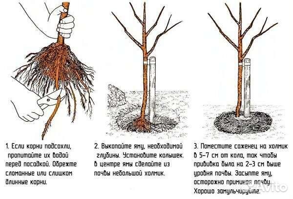 Саженцы яблони белый налив(возможен опт)