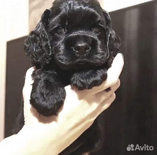 Американский кокер спаниель готовятся к продаже