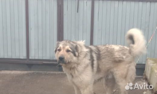 Кавказская овчарка