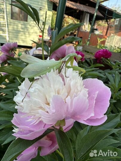 Богомол Кавказский