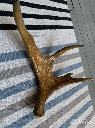 Оленьи рога