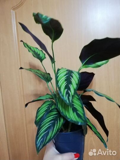 Комнатные растения, редкие и сортовые