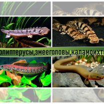 Аквариумные полиптерусы, змееголовы и каламоихты, Москва