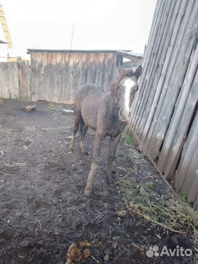 Орловской породы