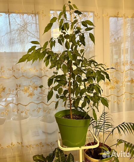 Бенджамина