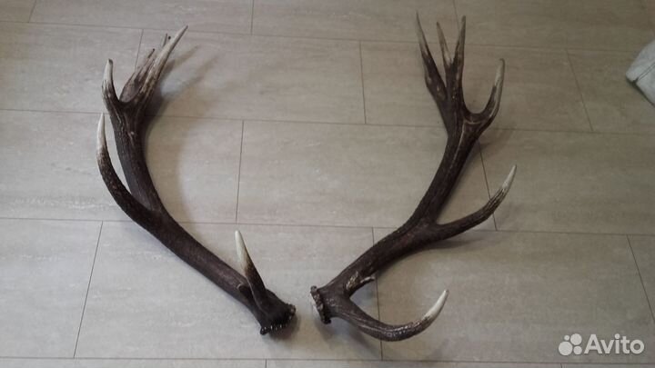 Рога оленя