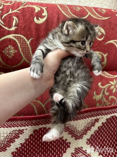 Котята бесплатно
