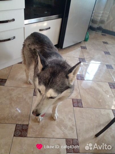 Потерялась собака хаски девочка