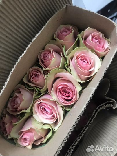 Цветы розы опт