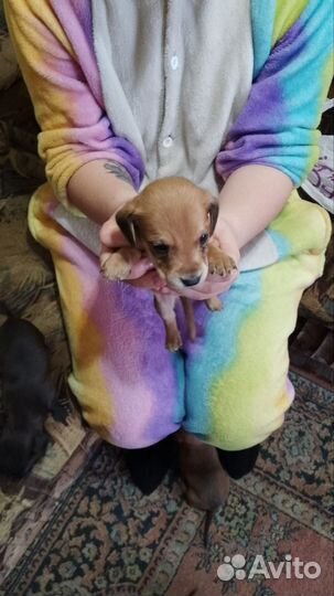 Щенки таксы