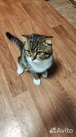 Кот бесплатно