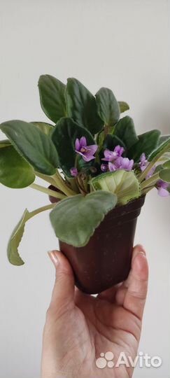 Комнатные растения: фиалка, каланхоэ желтый