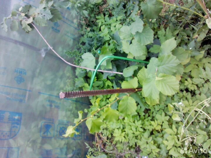 Земляника Клубника слива ирга ива малина ремонтант