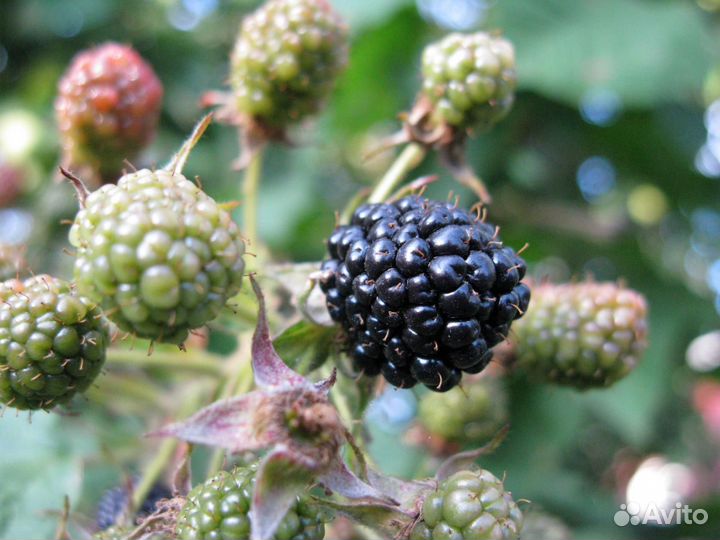 Смородина, крыжовник, черная малина, клубника