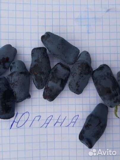 Саженцы сладкой жимолости