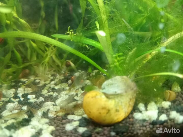 Креветки аквариумные серые