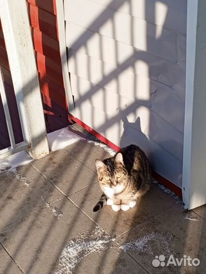 Котята в добрые руки бесплатно мальчик