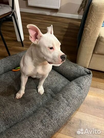 Американский булли