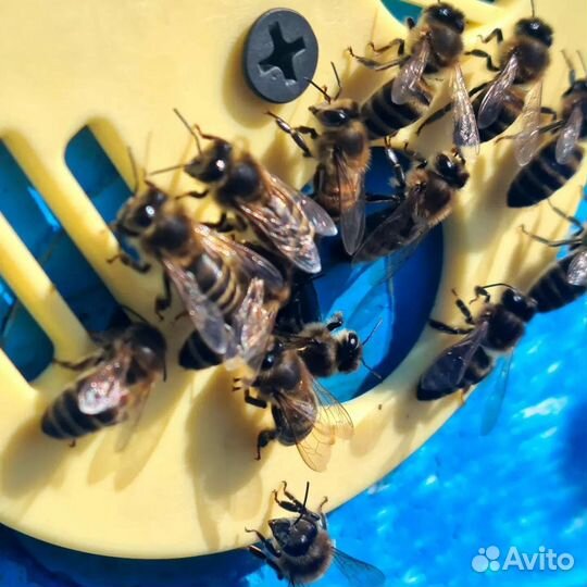 Продам пчел