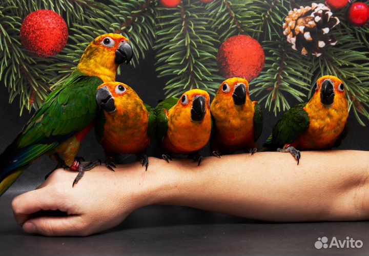 Аратинга Яндайя ручные птенцы выкормыши