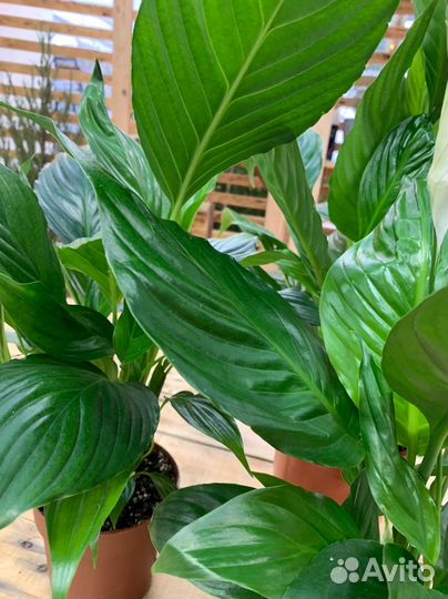 Спатифиллум