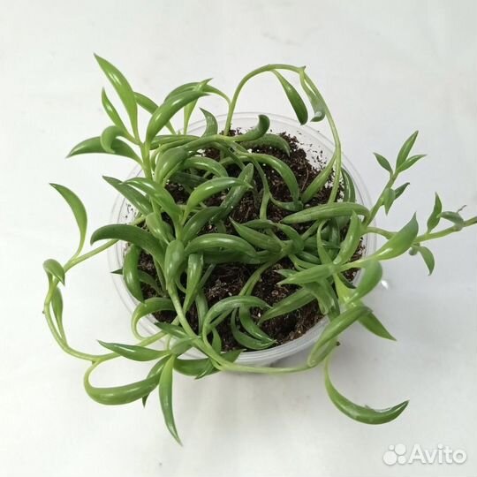 Крестовник 