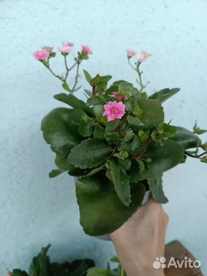 Каланхоэ. Комнатные цветы