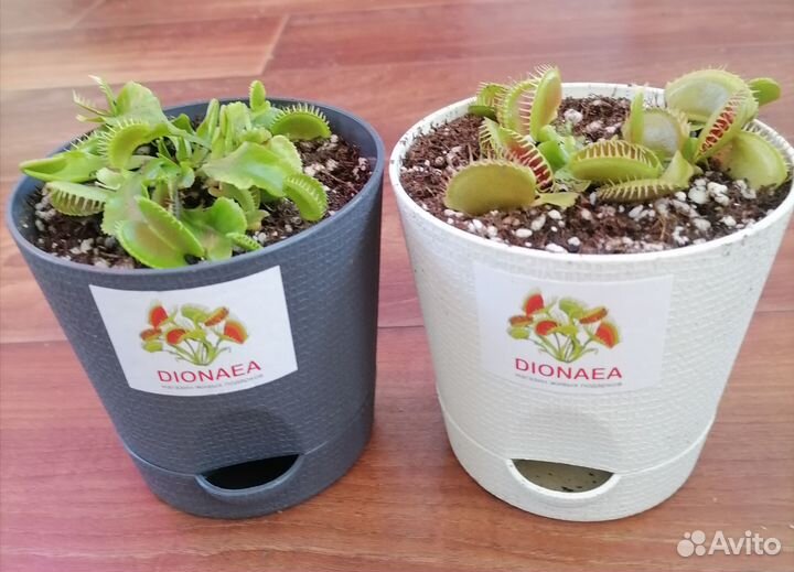 Плотоядные растения