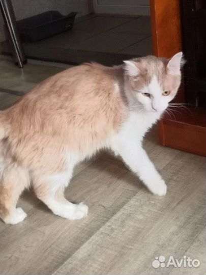 Том ищет дом