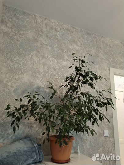 Фикус бенджамина