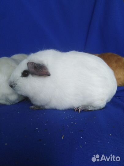 Морские свинки из питомника
