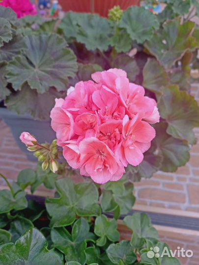 Герань и пеларгония