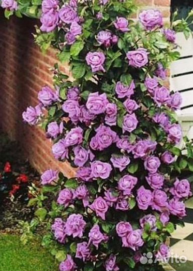 Саженцы роз плетистая