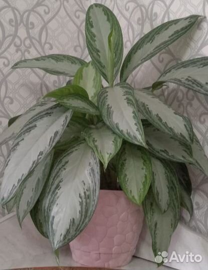 Аглаонема Сильвер Бэй