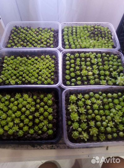 Молодило, многолетник для сада