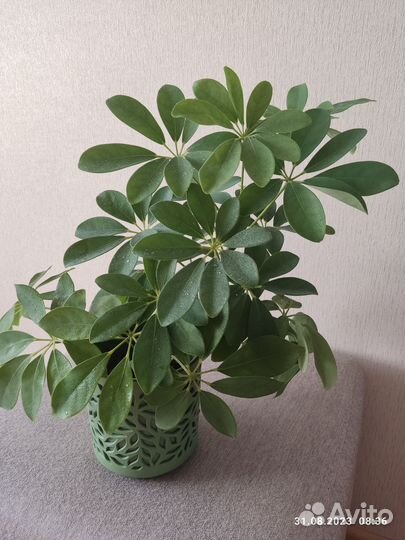 Комнатные цветы шефлера