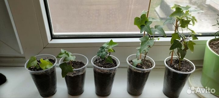 Плющ, крассула, хатиора