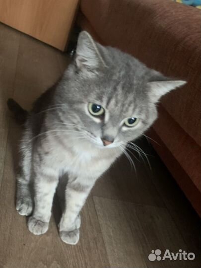 Манчкин кот