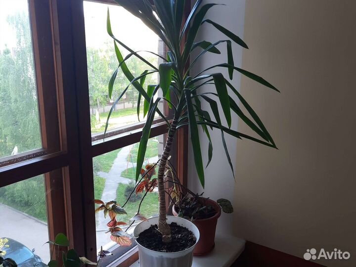 Пальма юкка