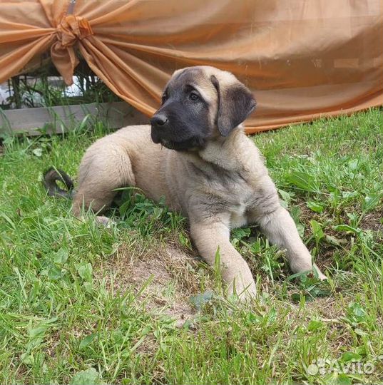 Щенки Турецкого кангала