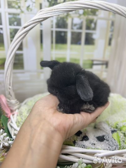 Карликовый mini lop