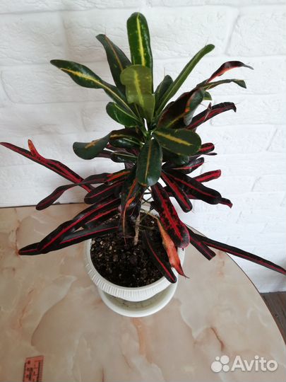 Кротон кодиеум