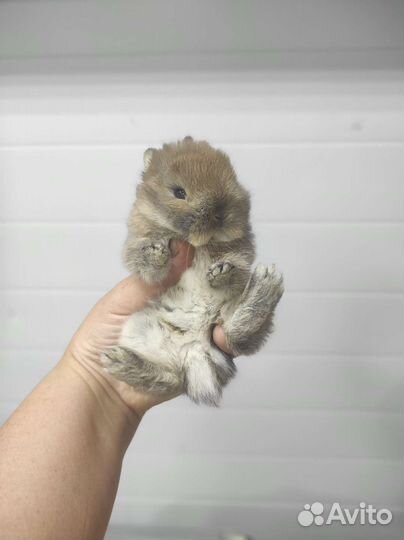 Мини кролик с родословной